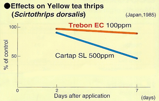 Effects on yellow tea thrips